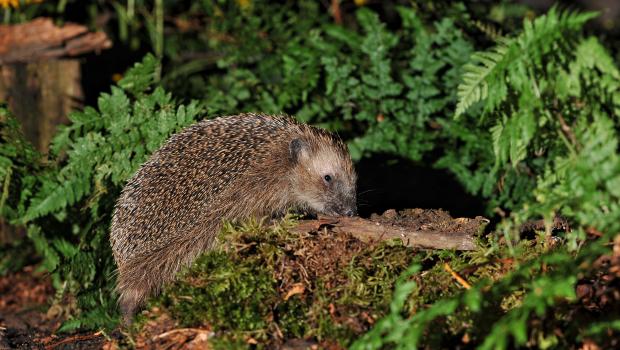 Egel EENMALIG GEBRUIK