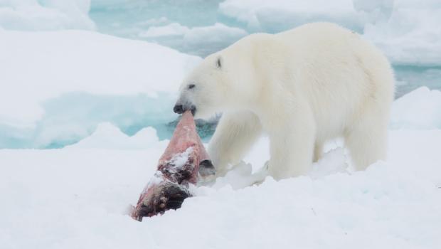 IJsbeer (Bron: Wesley Overman)