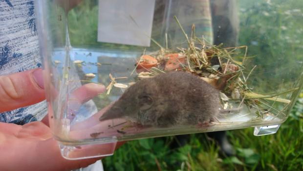 Spitsmuis (Bron: Dieuwertje Boonstra)