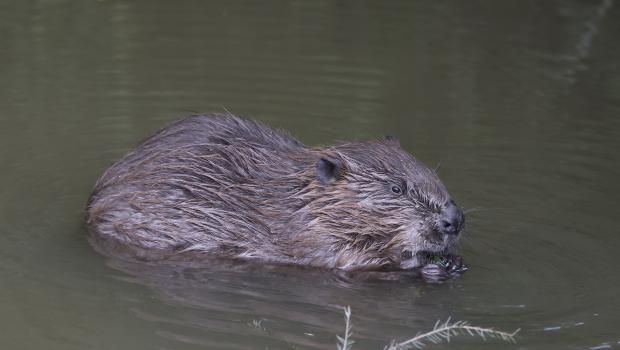 Bever (Bron: Henk van Harskamp)
