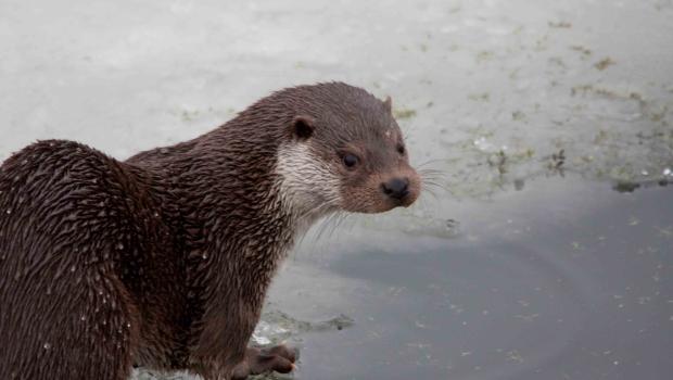 Otter (Bron: Richard Witte)