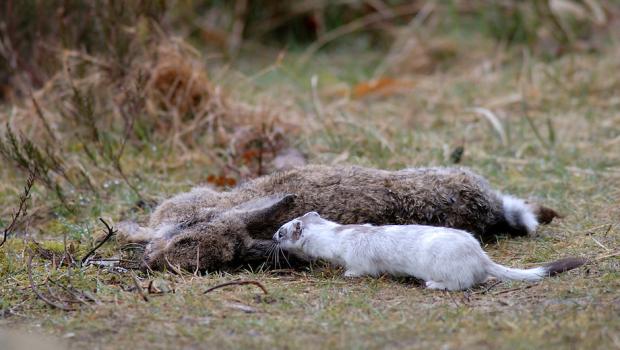 Hermelijn met prooi (volwassen konijn)
