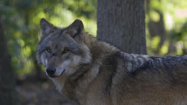 Wolf (Bron: Mark Zekhuis)