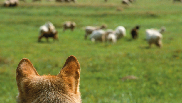 Wolf kijkt naar schapen (foto: Staffan Widstrand, WWF)