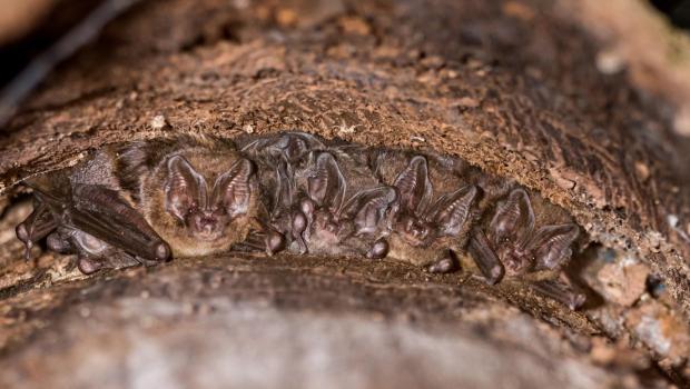 Kraamgroep mopsvleermuizen achter boomschors