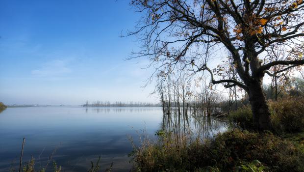 Biesbosch