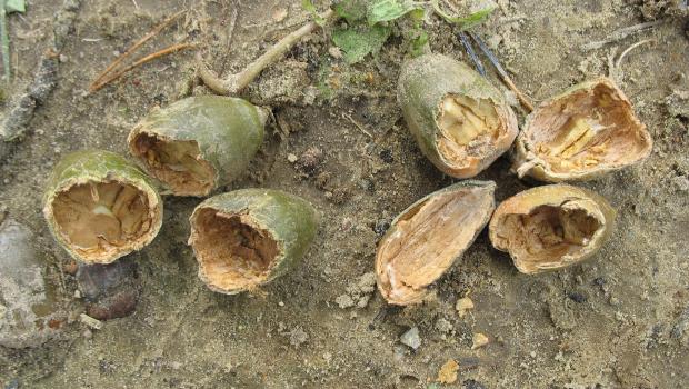 Vraat aan eikels, links door muizen, rechts door vogels (Bron: Annemarie van Diepenbeek)