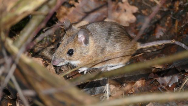 Grote bosmuis (bron: JM ecologie)