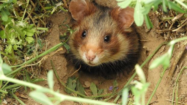 Hamster