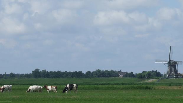 Koeien (foto Gerard Stolk)