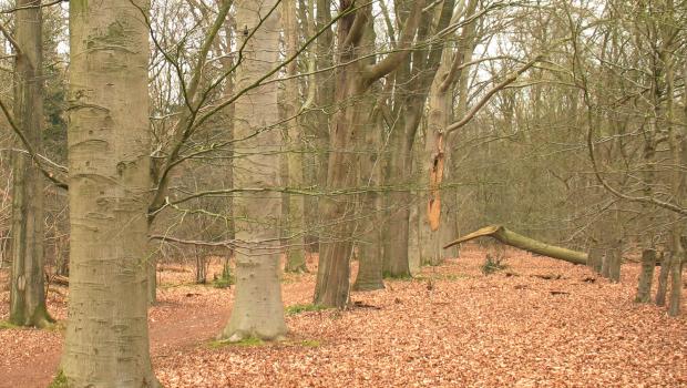 Laan met stormschade