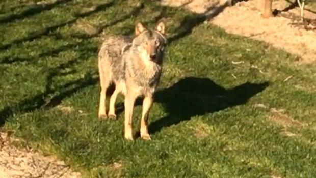 Wolf duikt op in West-Betuwe