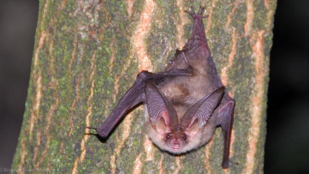 Gewone grootoorvleermuis