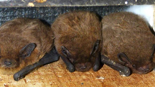 Ruige dwergvleermuizen in vleermuiskast