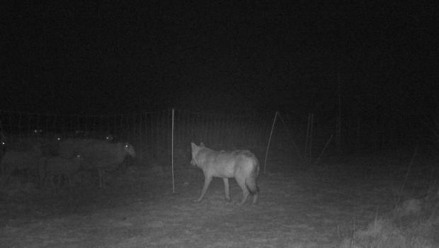 Effectieve afrasteringsmaatregelen weren Veluwse wolf