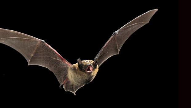 Gewone dwergvleermuis