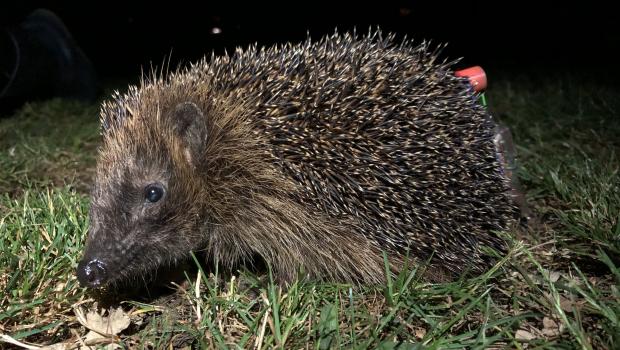 Egel met zender (Bron: Egelwerkgroep Nederland)