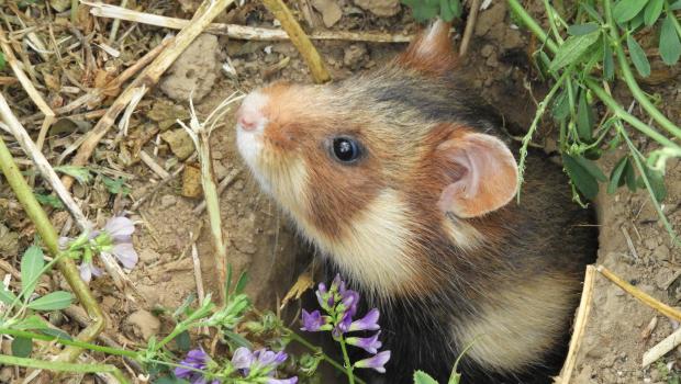 de hamster is zeer kleurrijk en herkenbaar aan de witte vlekken op de kop (Bron: Gerard Müskens)