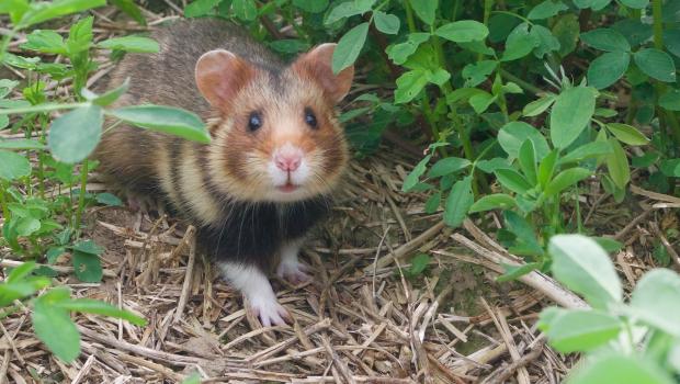 Hamster