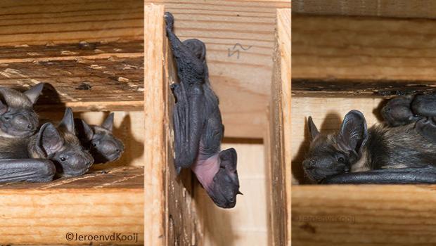 Jonge Noordse vleermuizen van verschillende leeftijden