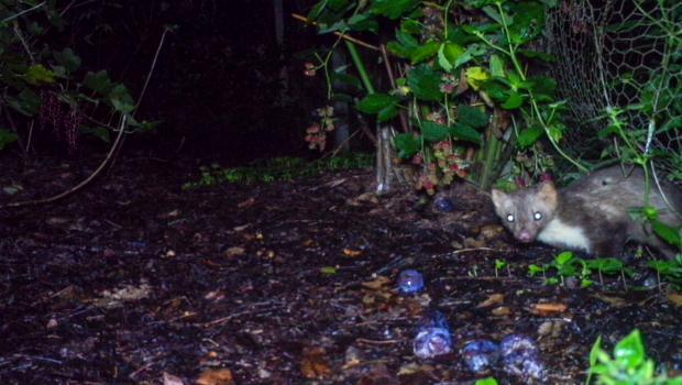 Steenmarter in de tuin (bron: Pieter Winkel)