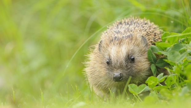 Egel (© Bendiks Westerink)