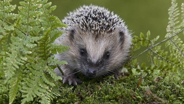 Egel (© Ernst Dirksen Fotografie)