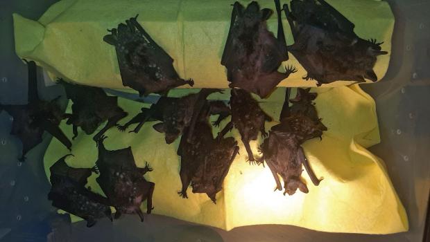 De geredde laatvliegers zitten onder een plakkerige lijmstof en na-isolatiekorrels