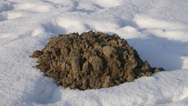 Mol (© Pim Julsing)