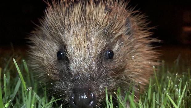 Egel (Bron: Johann Prescher)