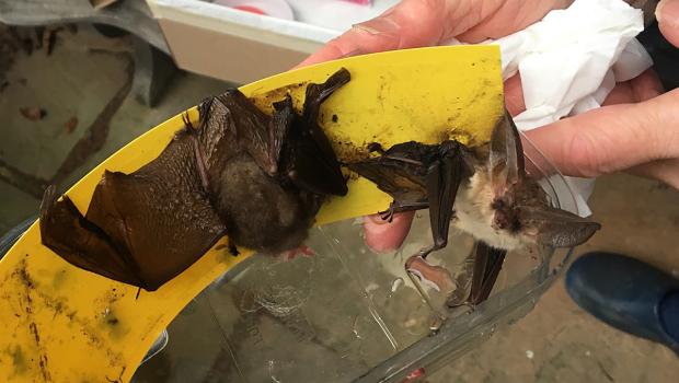 Twee grootoorvleermuizen zijn slachtoffer geworden van een lijmband