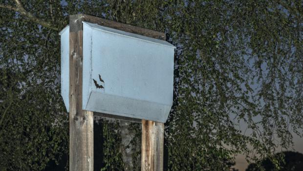 Kraamkast op palen voor gewone dwergvleermuis