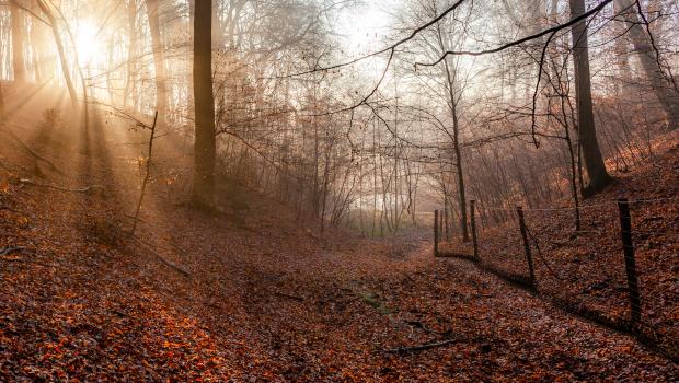 Hekken in herfstlandschap