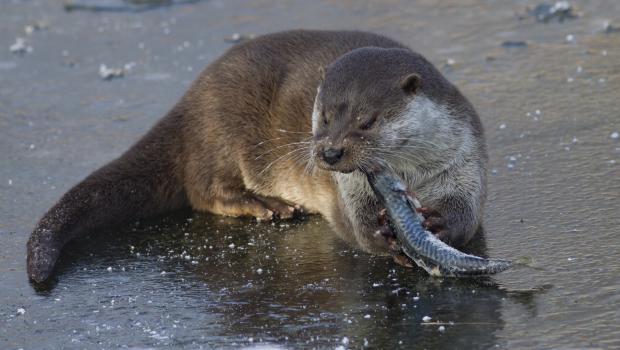 Otter (Bron: Mark Zekhuis)