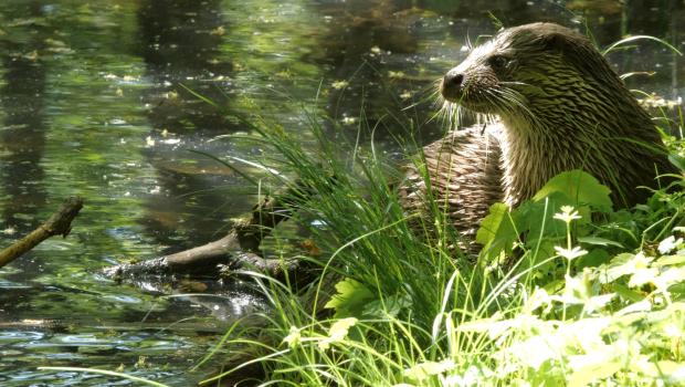 EENMALIG GEBRUIK Otter uit film van Hilco Jansma