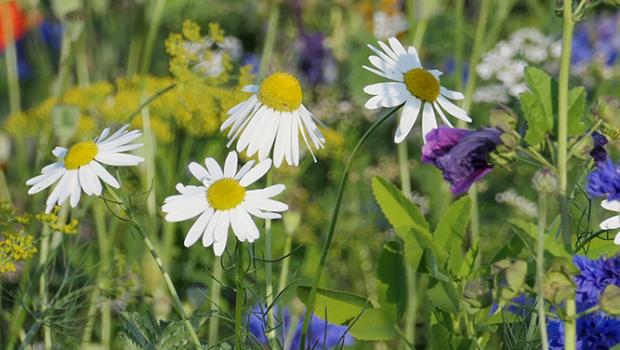 Inheemse bloiemen lokken insecten
