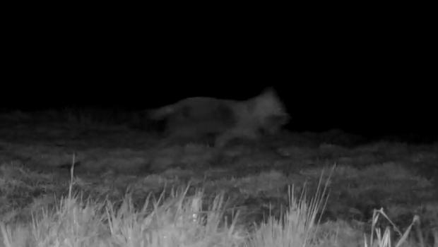 Wolf bij Alde Faenen