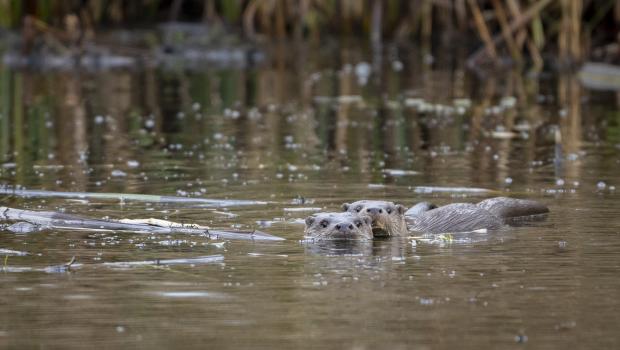 Otters in De Wieden (bron: Johann Prescher)