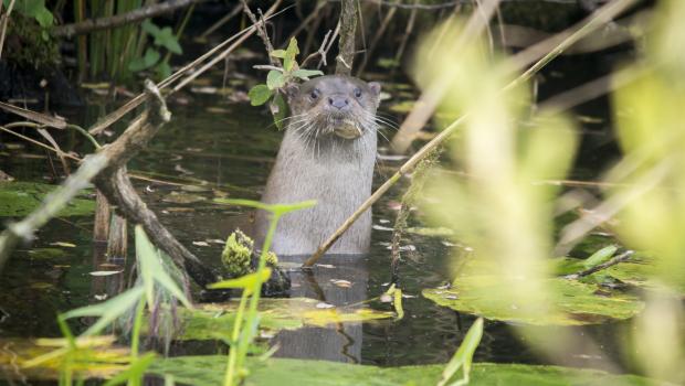 Otter (Johann Prescher)
