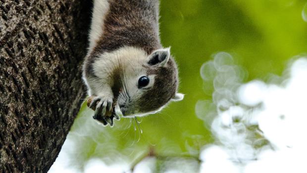 Thaise eekhoorn (bron: Thai National Parks)