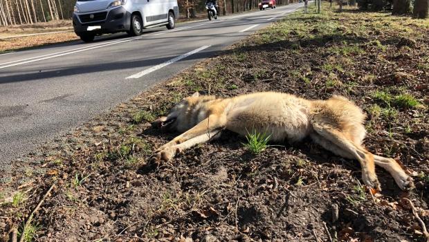 Wolf aangereden op N224 bij Ede