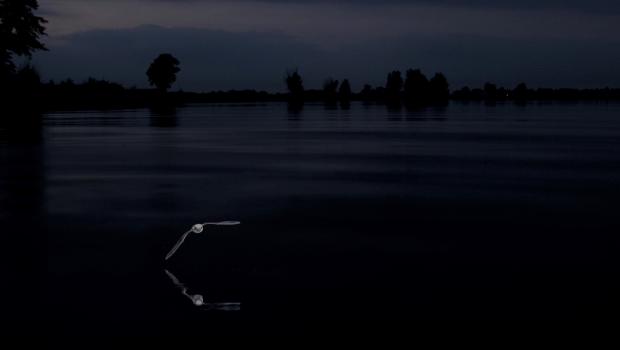 Meervleermuis foeragerend boven water