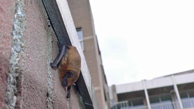 Gewone dwergvleermuis in de stad