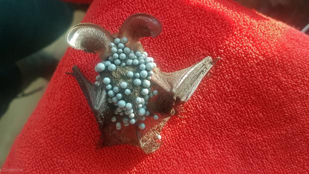 Grootoorvleermuis met na-isolatie eps-bolletjes