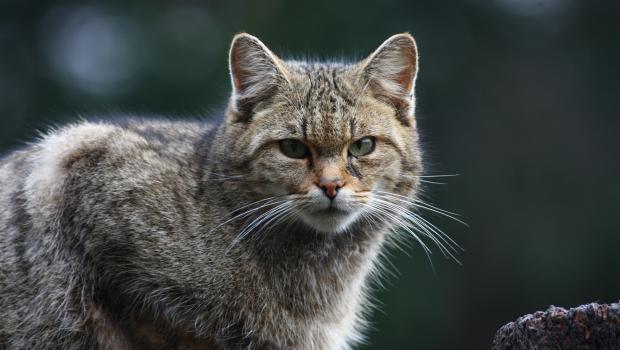 Wilde kat