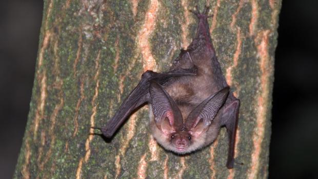 Gewone grootoorvleermuis (Plecotus auritus)