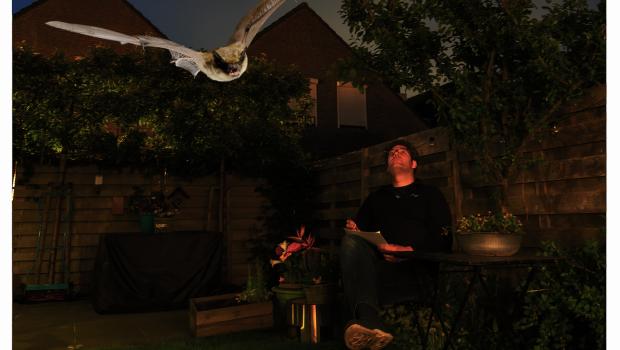 Vleermuistuintelling 2021