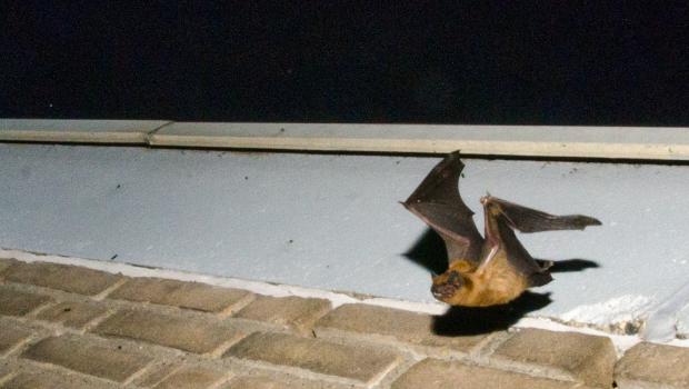 Uit een open stootvoeg uitvliegende rosse vleermuis.