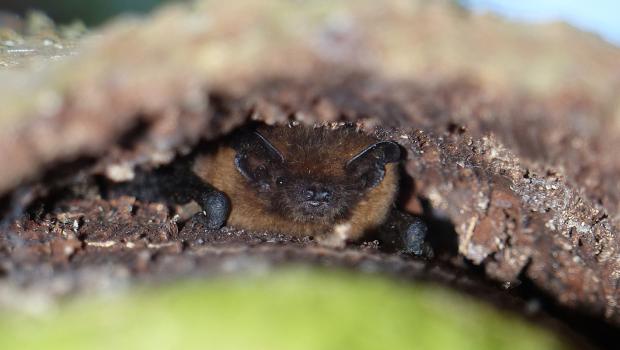 gewone dwergvleermuis achter schors