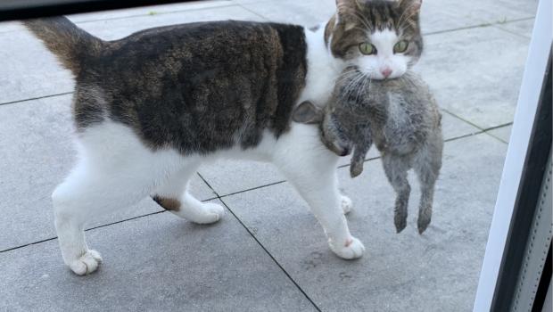 Huiskat met wild konijn